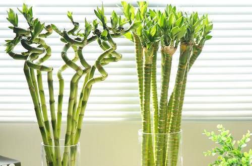 1543328381639366.jpg 转运竹黄叶黄杆的原因及解决方法