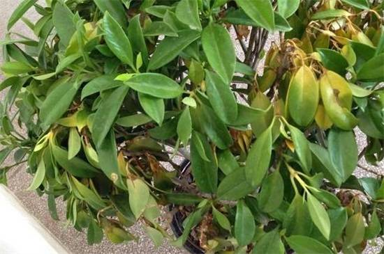 非洲茉莉叶子发黄掉叶的处理方法