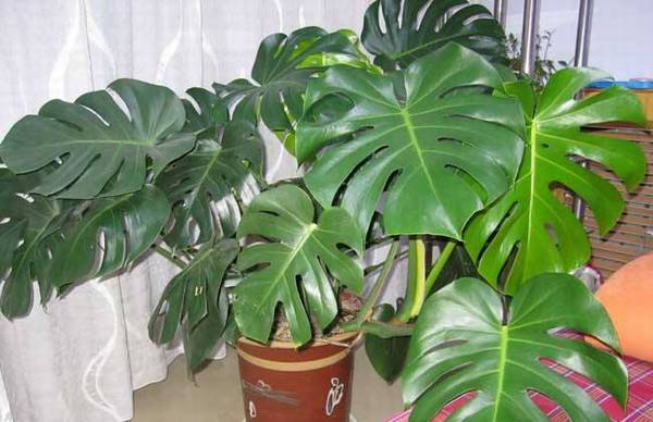 龟背竹叶子发黄的原因及解决方法