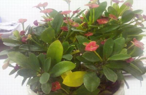 虎刺梅的叶子发黄卷曲该怎么办