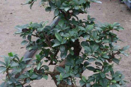 养殖福建茶盆景叶子变黄原因