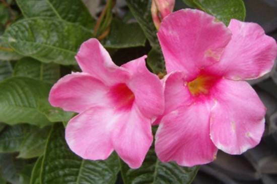 造成双喜藤黄叶不开花的主要原因分析