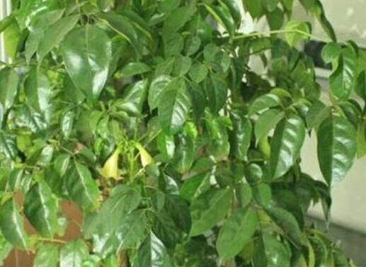 幸福树叶子发黄脱落原因