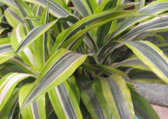 巴西美人叶子发黄原因汇总