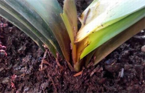 君子兰烂根烂茎的正确处理方法