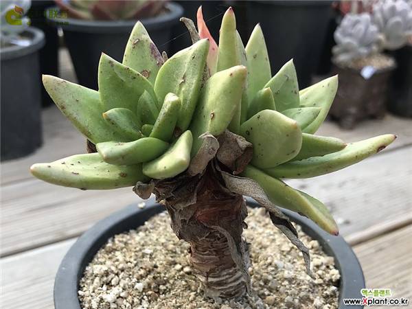 教你仙女杯青冈怎么养怎么浇水