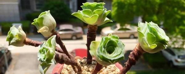 教你山地玫瑰品种介绍怎么养怎么浇水