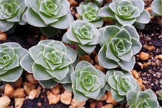 教你山地玫瑰品种介绍怎么养怎么浇水