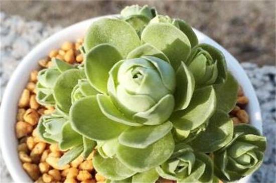 教你山地玫瑰品种介绍怎么养怎么浇水