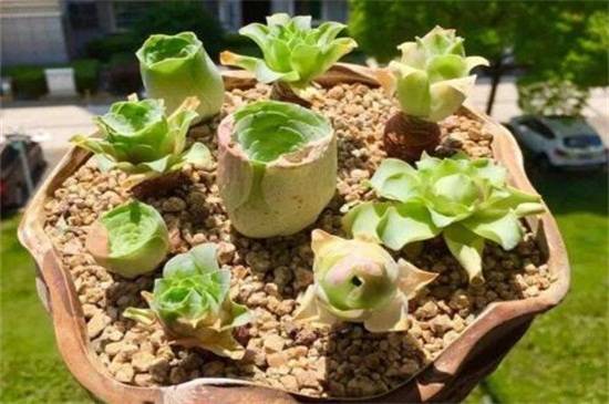 教你山地玫瑰品种介绍怎么养怎么浇水