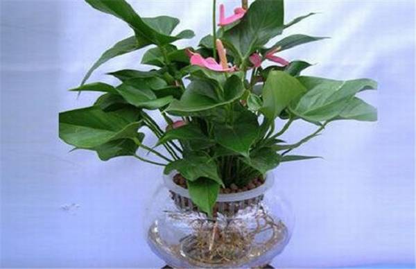 水培粉掌烂根的原因及解决方法