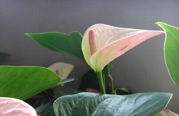 水培粉掌烂根的原因及解决方法