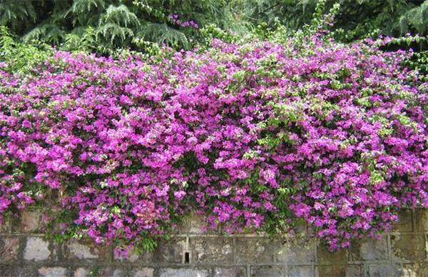 三角梅烂根怎么办