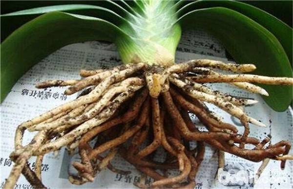 君子兰烂根烂茎原因及处理方法