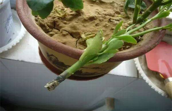 君子兰烂根烂茎原因及处理方法