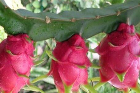 盆栽火龙果为什么老烂根 要如何防治