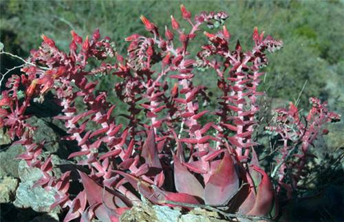 教你阿瑞左尼卡怎么养怎么浇水