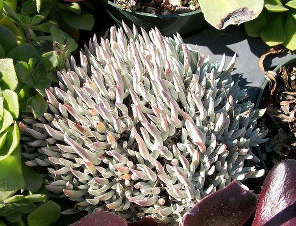 教你仙女杯沃枯提怎么养怎么浇水