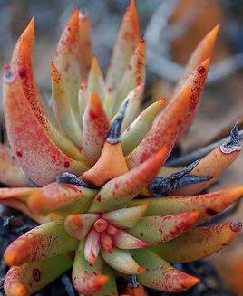 教你漠然依 Dudleya moranii 怎么养怎么浇水