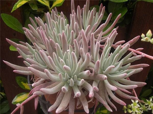 教你海瑟仙女杯 Dudleya virens ssp. hassei怎么养怎么浇水