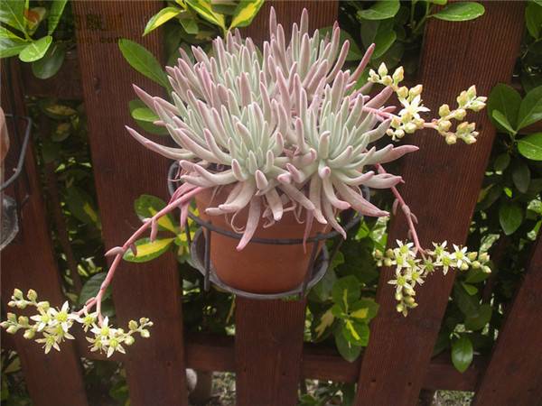 教你海瑟仙女杯 Dudleya virens ssp. hassei怎么养怎么浇水