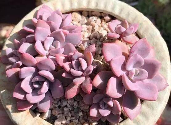 教你红粉佳人和黛比的区别方法怎么养怎么浇水