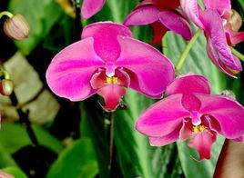 滇西蝴蝶兰_如何养好滇西蝴蝶兰的养殖方法和技巧