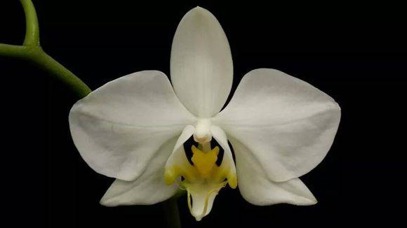 阿妈蝴蝶兰(Phal.amabilis)_如何养好阿妈蝴蝶兰(Phal.amabili