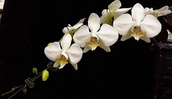 阿嬷蝴蝶兰(Phal. aphrodite)_如何养好阿嬷蝴蝶兰(Phal. aphr