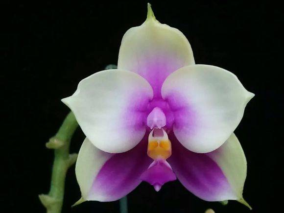 贝丽娜蝴蝶兰(Phal. bellina)_如何养好贝丽娜蝴蝶兰(Phal. be