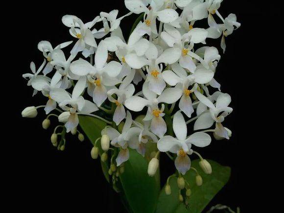 桃红蝴蝶兰/姬蝴蝶(Phal. equestris)_如何养好桃红蝴蝶兰/姬