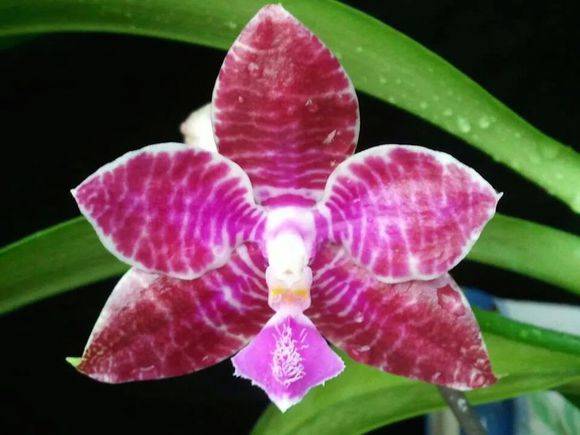 路德蝴蝶兰(Phal. lueddemanniana)_如何养好路德蝴蝶兰(Phal.