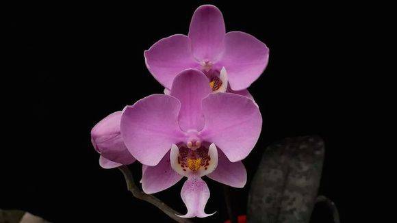 西蕾丽蝴蝶兰/虎斑蝴蝶兰(Phal. schilleriana)_如何养好西蕾