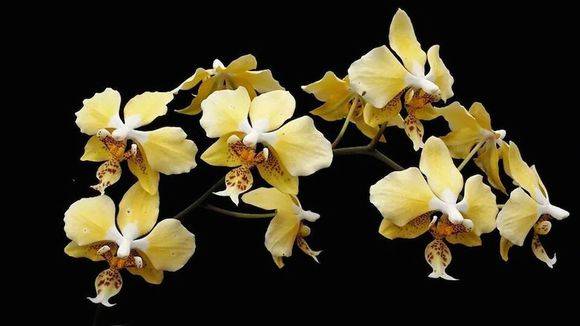 史塔基蝴蝶兰/喷点蝴蝶(Phal. stuartiana)_如何养好史塔基蝴