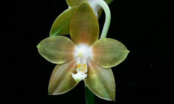 韦诺萨蝴蝶兰(Phal. venosa)_如何养好韦诺萨蝴蝶兰(Phal. ven