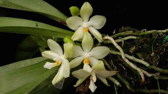 Phal. micholitzii(米库氏蝴蝶兰)_如何养好 Phal. micholitzii