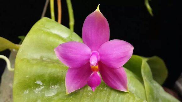 荧光蝴蝶兰(Phal. violacea)_如何养好荧光蝴蝶兰(Phal. viola