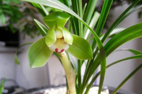 矮种兰花品种大全_如何养好矮种兰花品种大全的养殖方法和技巧