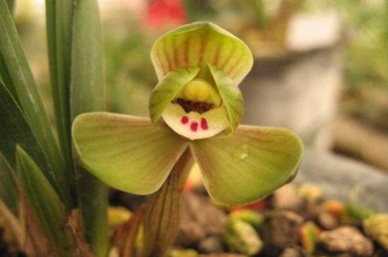 矮种兰花品种大全_如何养好矮种兰花品种大全的养殖方法和技巧