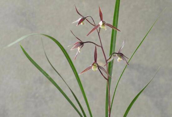 寒兰和春兰怎么区别 四大差异助你分辨_如何养好寒兰和春兰怎么区