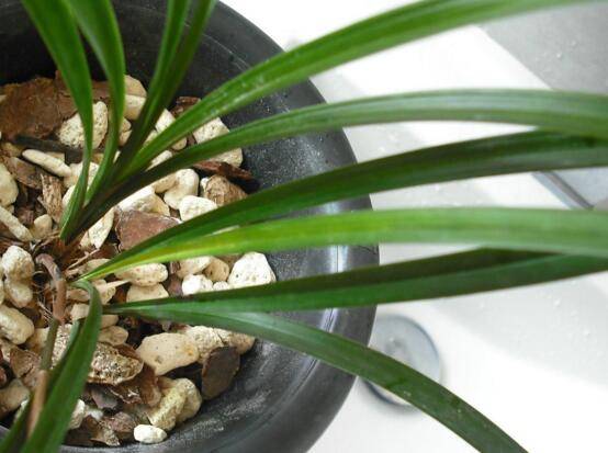 寒兰和春兰怎么区别 四大差异助你分辨_如何养好寒兰和春兰怎么区