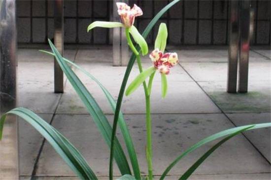 建兰常见品种大全_如何养好建兰常见品种大全的养殖方法和技巧