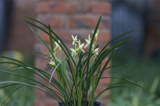 建兰常见品种大全_如何养好建兰常见品种大全的养殖方法和技巧