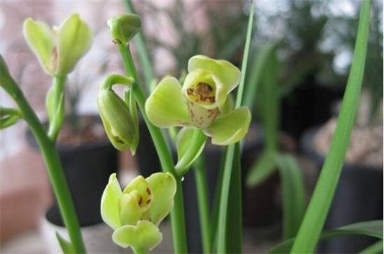 建兰常见品种大全_如何养好建兰常见品种大全的养殖方法和技巧