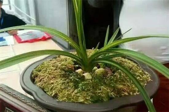 一亿二仟万的兰花见过吗?贵州龙叶片优雅如美人_如何养好一亿二