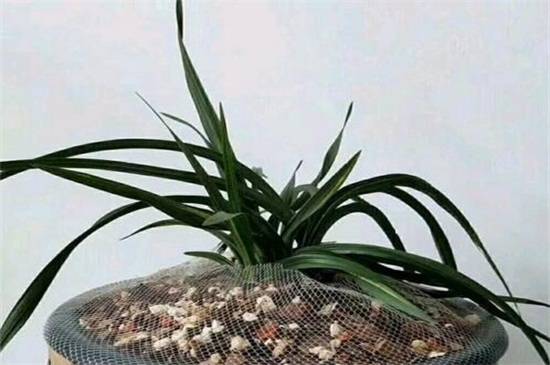 一亿二仟万的兰花见过吗?贵州龙叶片优雅如美人_如何养好一亿二