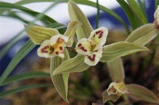 一亿二仟万的兰花见过吗?贵州龙叶片优雅如美人_如何养好一亿二