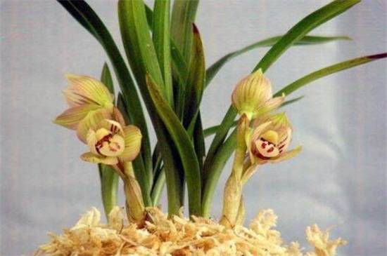 一亿二仟万的兰花见过吗?贵州龙叶片优雅如美人_如何养好一亿二