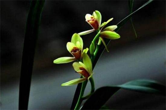 一亿二仟万的兰花见过吗?贵州龙叶片优雅如美人_如何养好一亿二