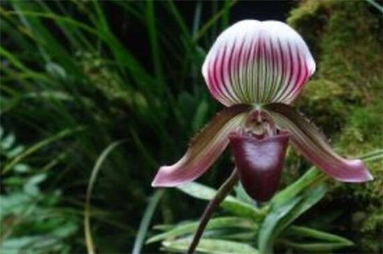 兜兰品种大全:八种常见不同品种兜兰鉴赏_如何养好兜兰品种大全